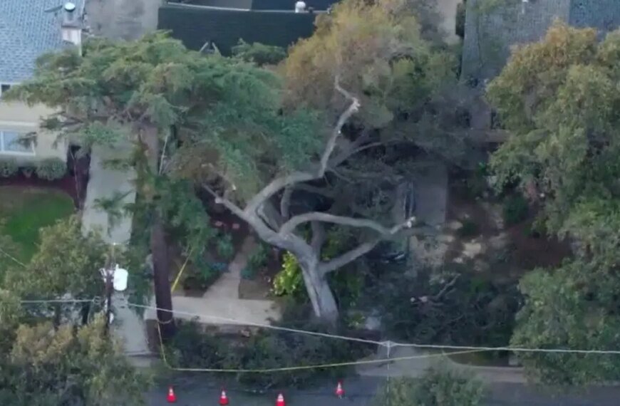 Falling Oak Tree Causes Damage to Cars and Homes in Pomona