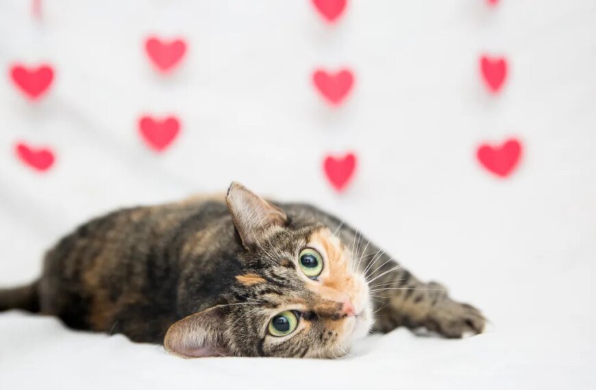 Find Your Perfect Valentine: How to Foster a Pet with Best Friends Animal Society