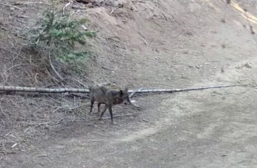 First Gray Wolf Sighting in LA County in a Century