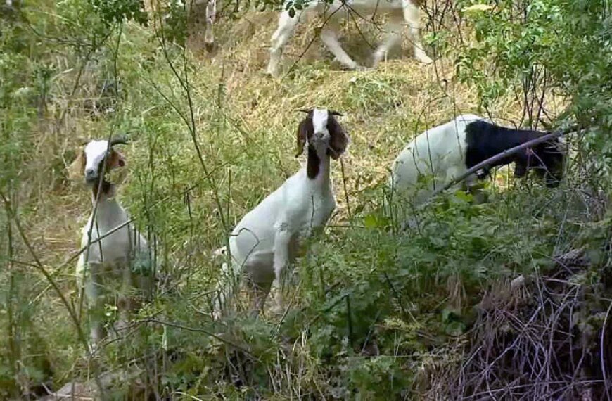 Grazing Goats Help Clear Dry Brush in Glendale