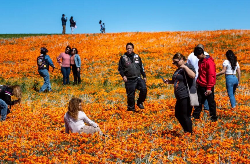 Is Southern California Set for a Super Bloom This Year? Insights from an Expert