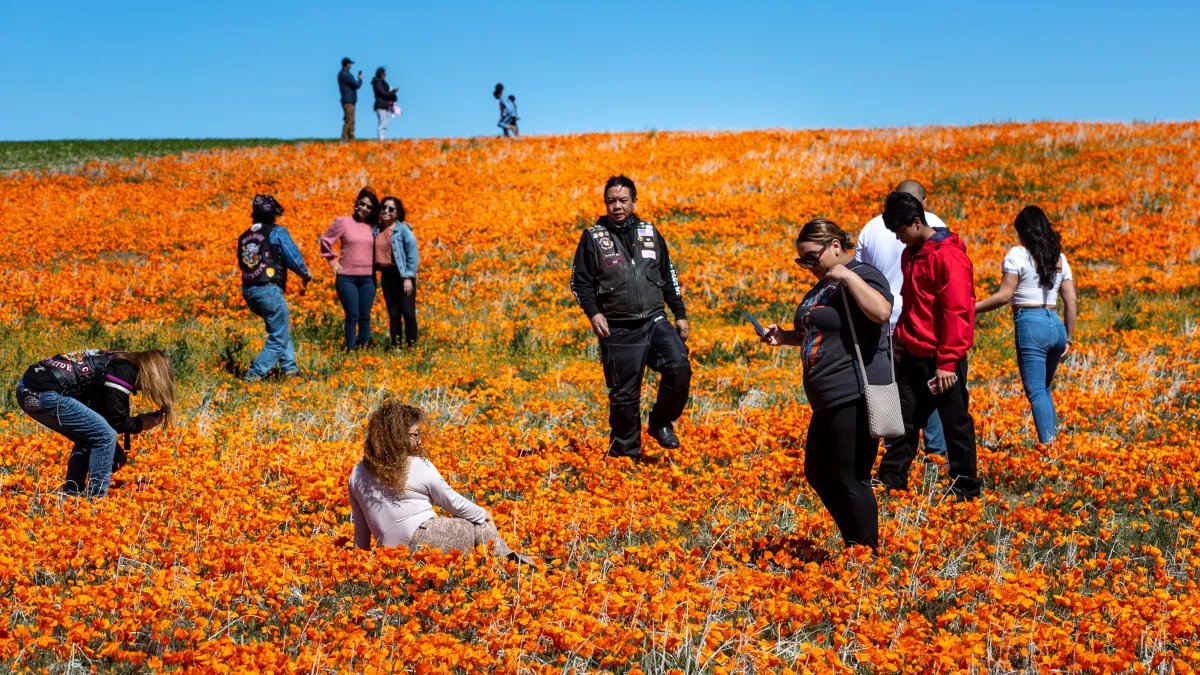 Is Southern California Set for a Super Bloom This Year? Insights from an Expert