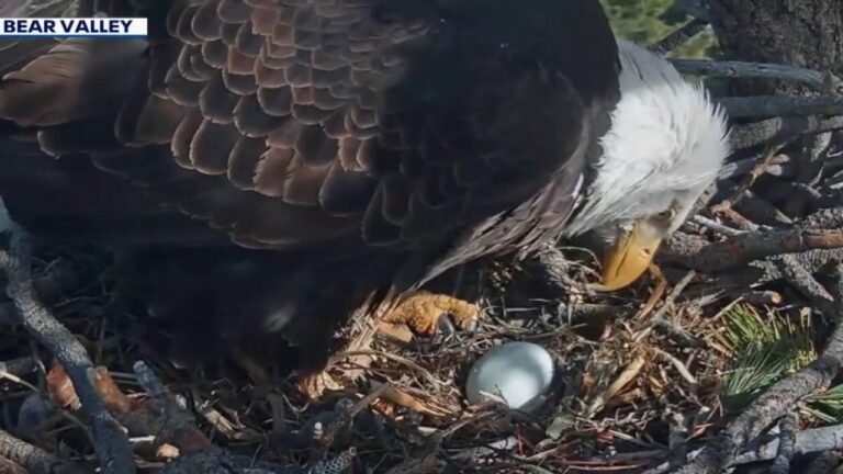 Jackie and Shadow: Big Bear's Bald Eagles Celebrate New Egg After Nest Loss