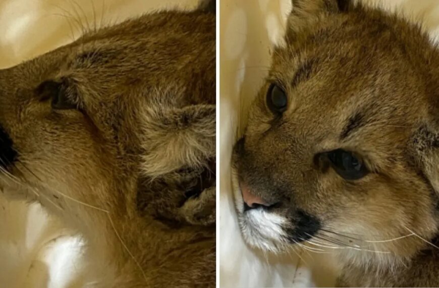 Mountain Lion Cub Makes a Recovery After Being Found Alone in Castaic