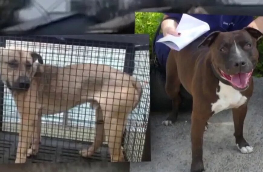 Nearly 100 Dogs from California Animal Shelter Euthanized; Rescuers Raise Concerns About Possible Light Sentence for Suspect