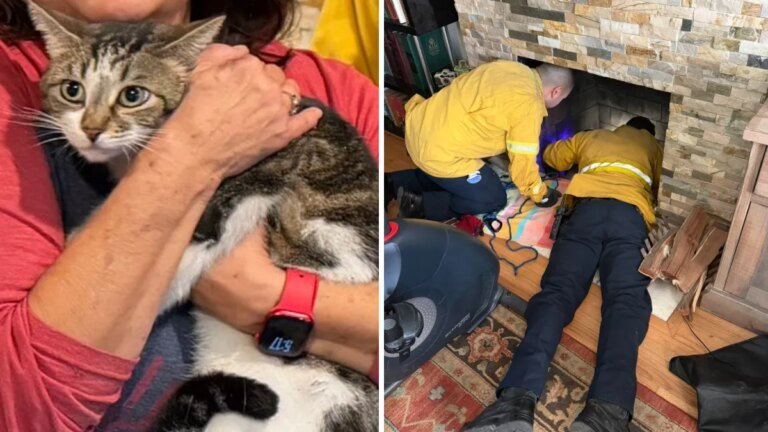 OCFA Helps Senior Cat Found Trapped Under a Family Fireplace
