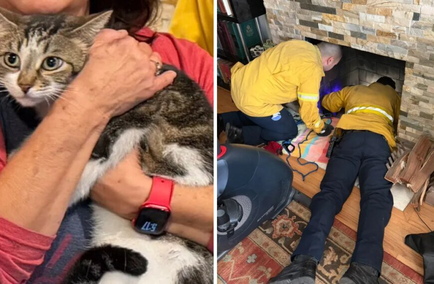 OCFA Helps Senior Cat Found Trapped Under a Family Fireplace