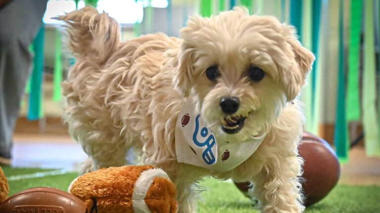 Puppy Bowl XXII Engages Its Biggest Audience in Eight Years