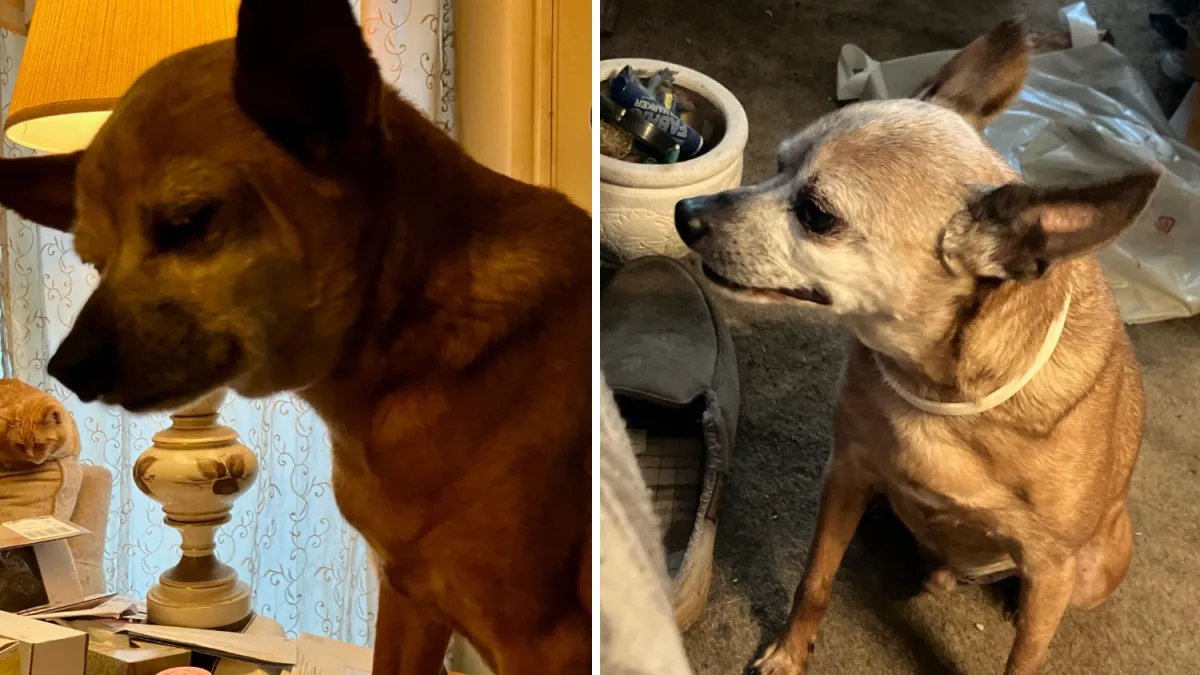 San Bernardino Veteran Seeks Help to Reunite with His Beloved Senior Chihuahua, Paco