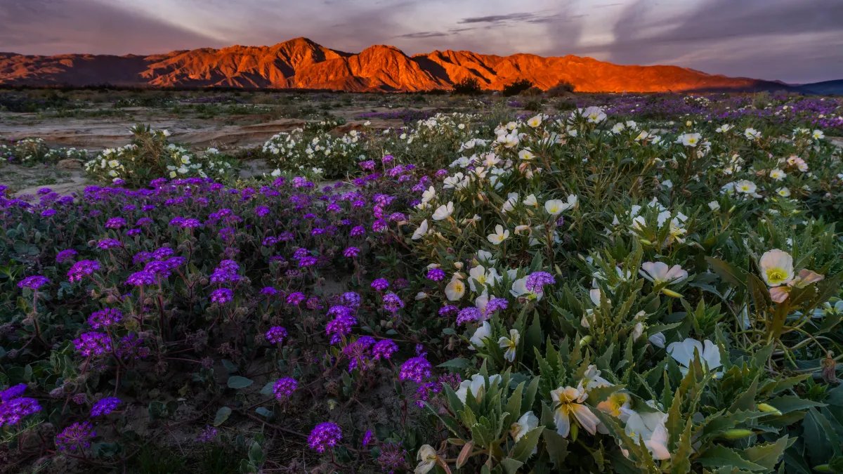 SoCal State Park Enjoys Vibrant Wildflower Bloom After Recent Rain