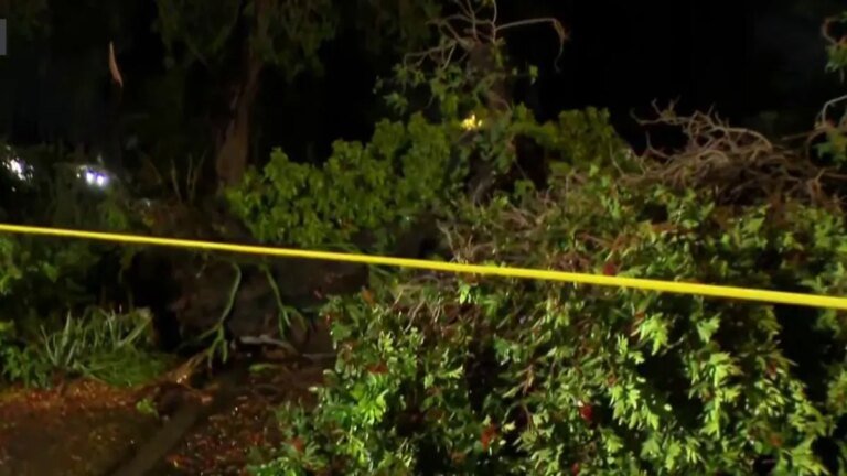 Stormy Night Wreaks Havoc: Fallen Trees and Knocked-Down Stoplight