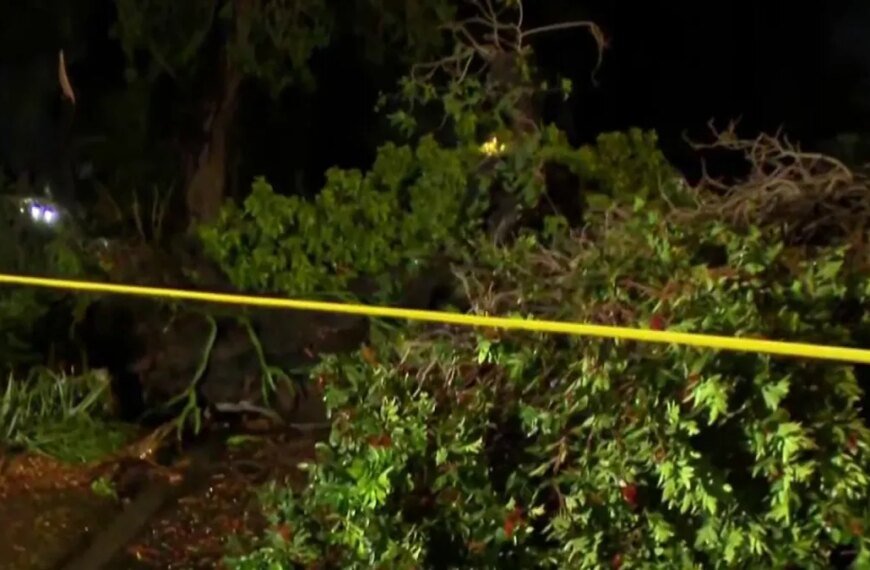 Stormy Night Wreaks Havoc: Fallen Trees and Knocked-Down Stoplight