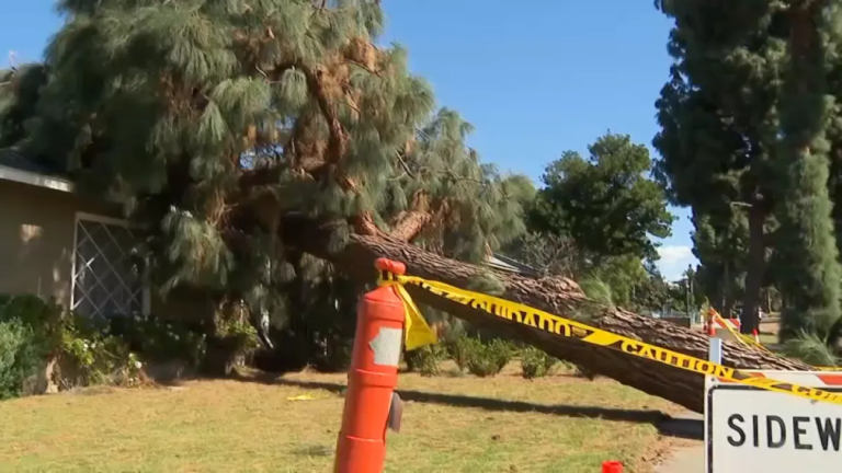 Winter Storm Causes Trees to Fall Across Fullerton
