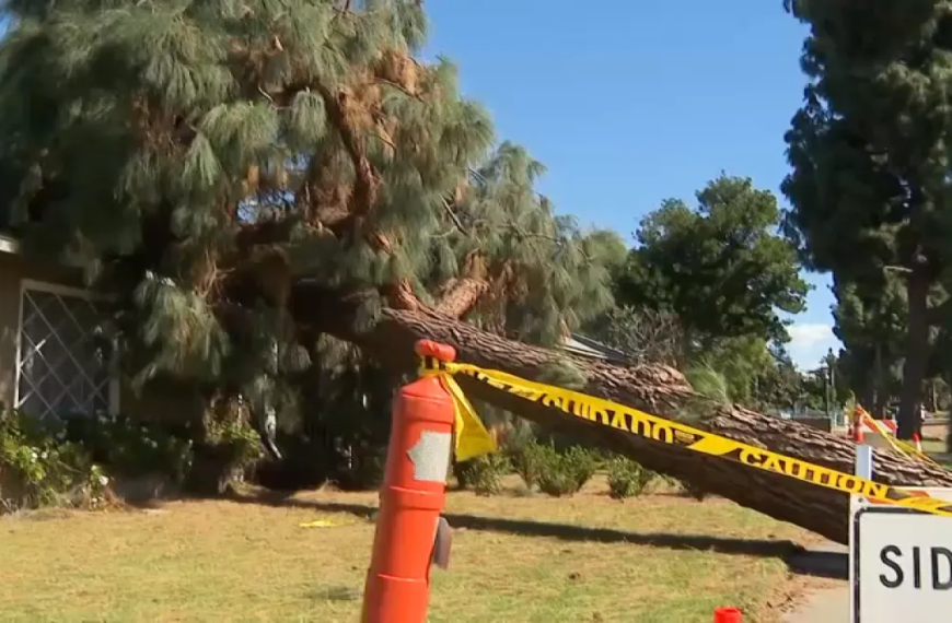 Winter Storm Causes Trees to Fall Across Fullerton