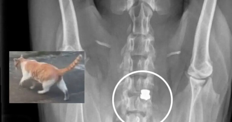 Animal Advocates Sound the Alarm on Dog and Cat Abuse in South Los Angeles