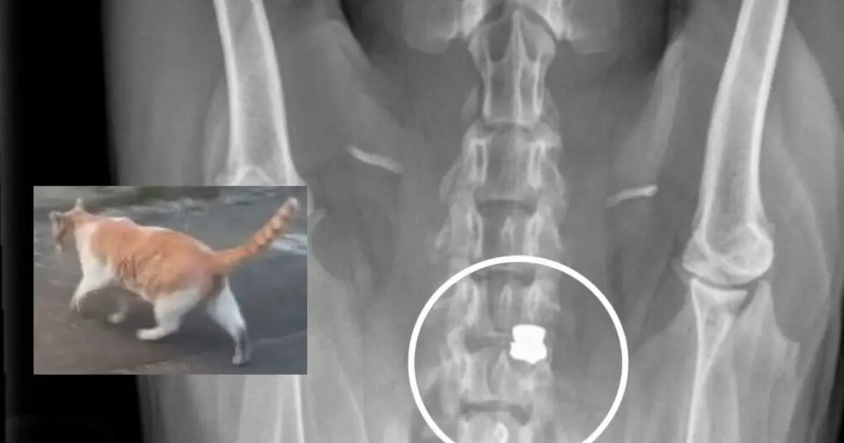 Animal Advocates Sound the Alarm on Dog and Cat Abuse in South Los Angeles