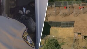 Animal Shelters Are Looking for Happy Homes After LA County Rescues Over 300 Pets