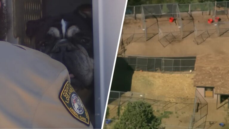Animal Shelters Are Looking for Happy Homes After LA County Rescues Over 300 Pets