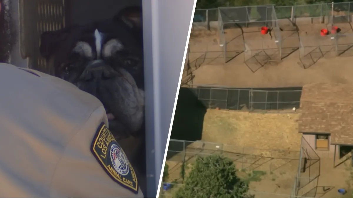 Animal Shelters Are Looking for Happy Homes After LA County Rescues Over 300 Pets