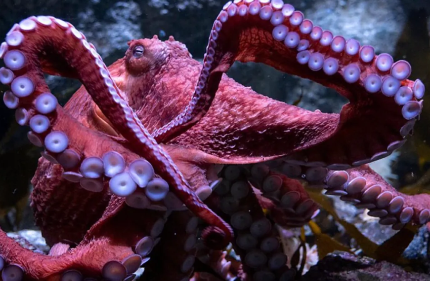 Aquarium of the Pacific Remembers Beloved Octopus Ghost