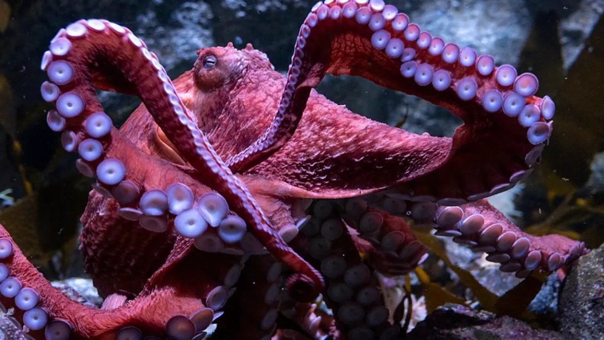 Aquarium of the Pacific Remembers Beloved Octopus Ghost