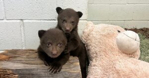 Bear Cubs from Monrovia Find a New Home at San Diego Wildlife Center After Losing Their Mother