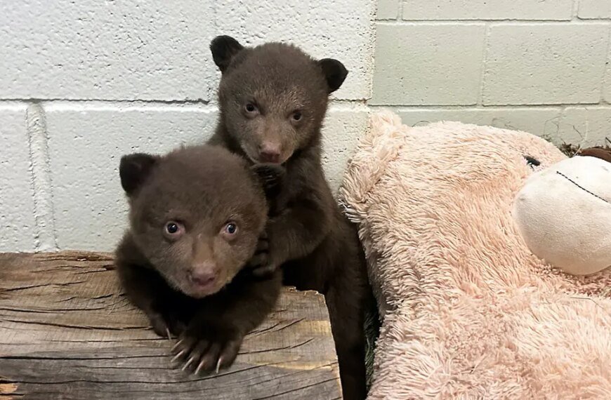 Bear Cubs from Monrovia Find a New Home at San Diego Wildlife Center After Losing Their Mother