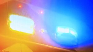 Bear Encounter Leaves Woman and Dog Injured in Monrovia