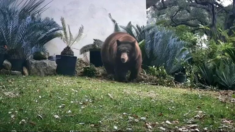 Bear Involved in Monrovia Incident with Woman Has Been Euthanized
