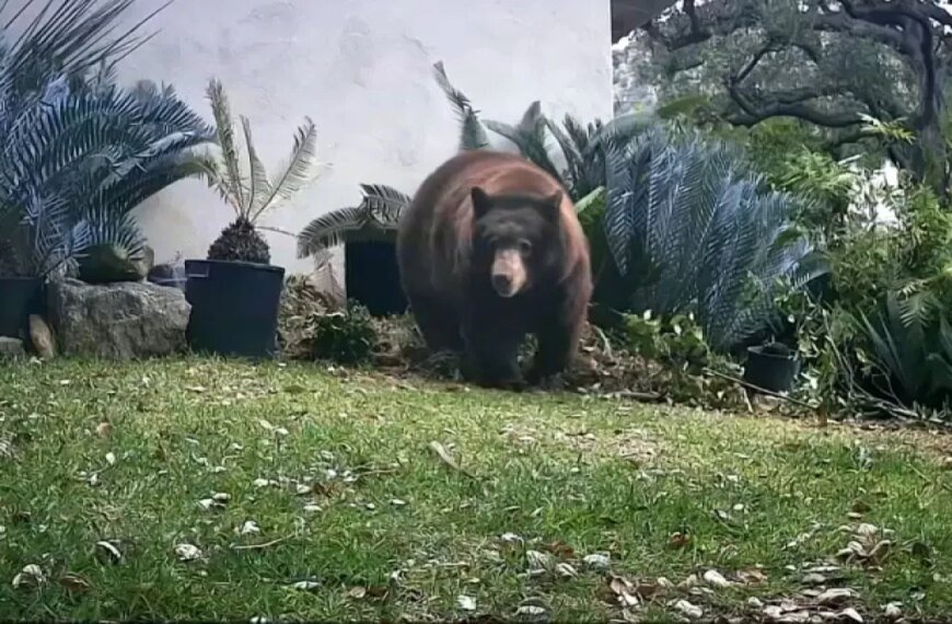 Bear Involved in Monrovia Incident with Woman Has Been Euthanized