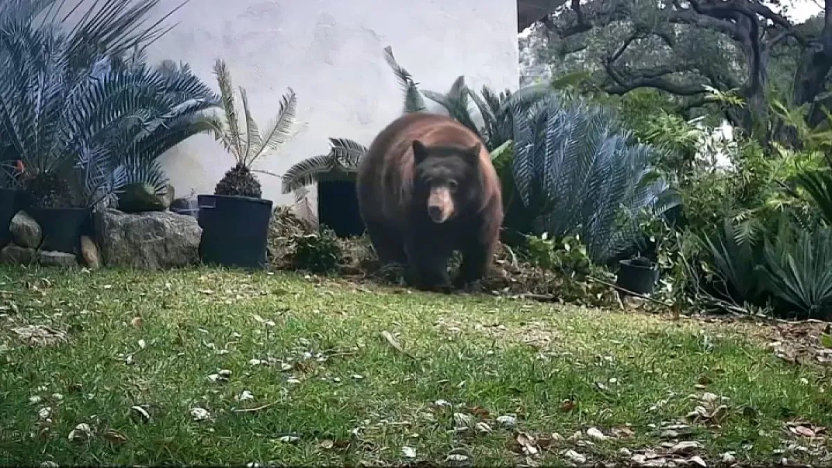 Bear Involved in Monrovia Incident with Woman Has Been Euthanized