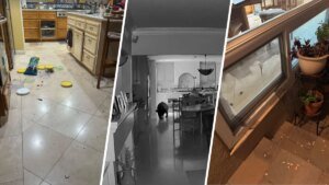 Bear Visits Claremont Home for a Snack and Heads Out on Its Own