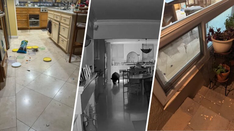 Bear Visits Claremont Home for a Snack and Heads Out on Its Own