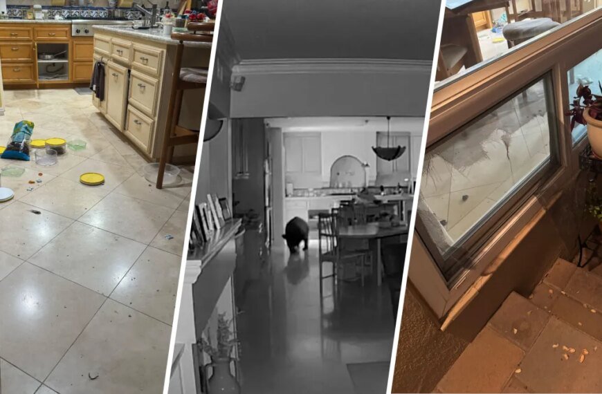 Bear Visits Claremont Home for a Snack and Heads Out on Its Own