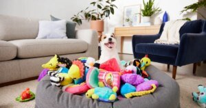 Bring Home Joy for Your Dog Every Month with a Year of Free Toys in This Subscription Box