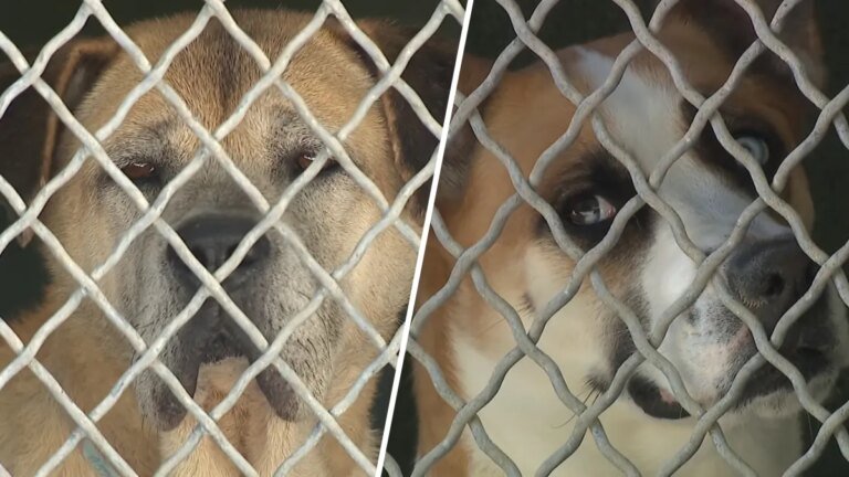 Chicago Animal Shelter Steps In to Support Overwhelmed LA Rescue Groups