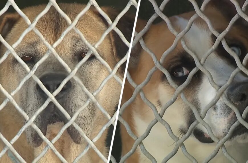 Chicago Animal Shelter Steps In to Support Overwhelmed LA Rescue Groups