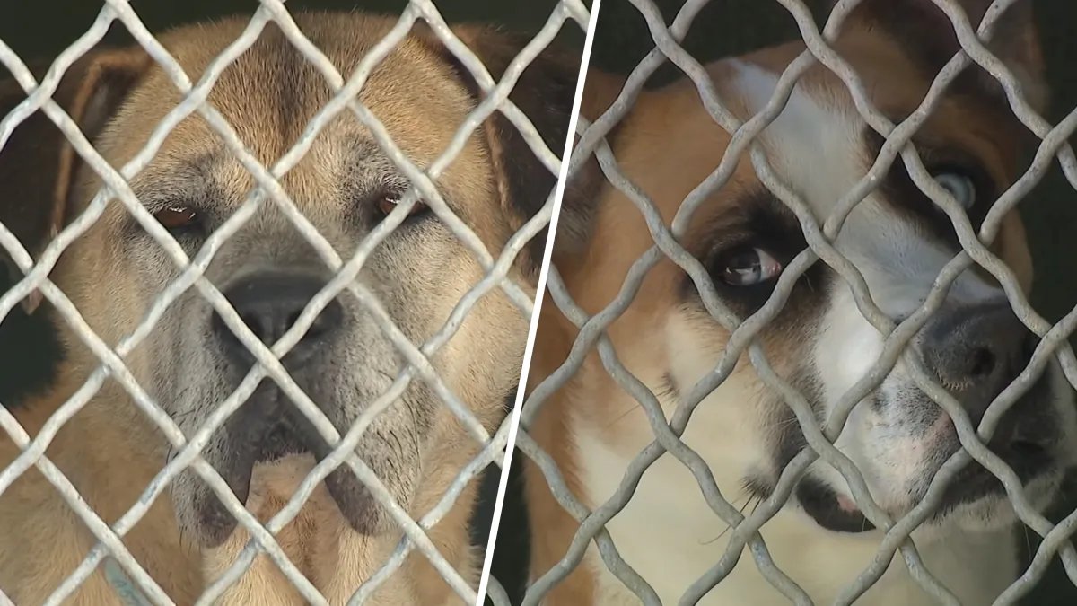 Chicago Animal Shelter Steps In to Support Overwhelmed LA Rescue Groups