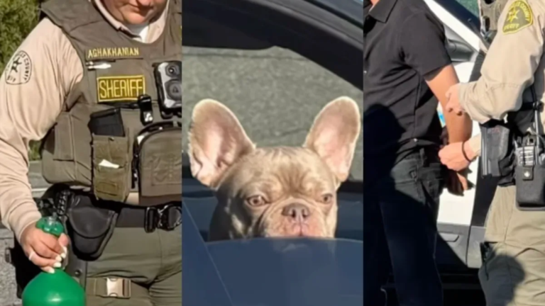 DUI Arrest in Malibu: Man Found with Nitrous Oxide Tank and His French Bulldog