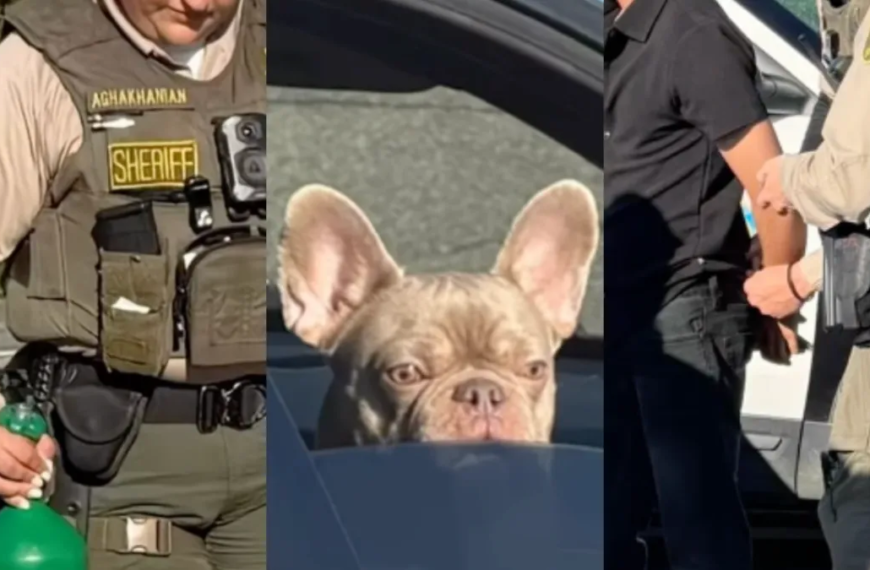 DUI Arrest in Malibu: Man Found with Nitrous Oxide Tank and His French Bulldog