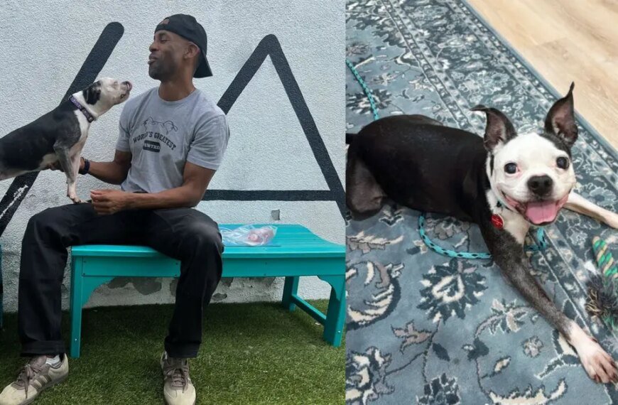 Dog Reunited with Owner in LA After Three Long Years Apart