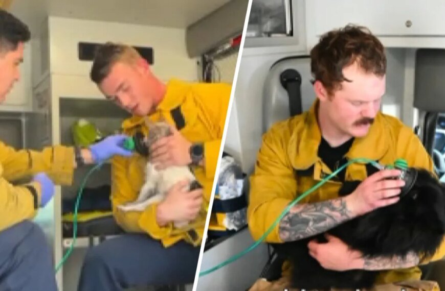 Firefighters Save Two Small Dogs from House Fire in La Verne