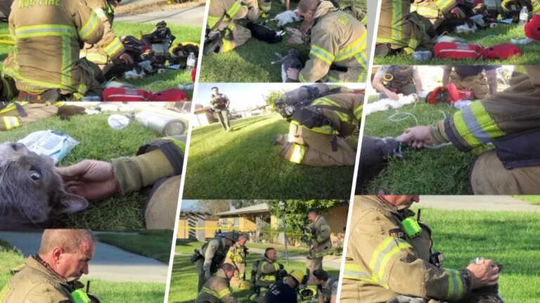 Firefighters in Riverside County Provide Oxygen to Cats Rescued from Apartment Fire