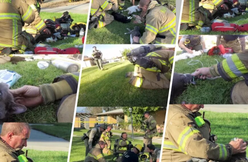 Firefighters in Riverside County Provide Oxygen to Cats Rescued from Apartment Fire