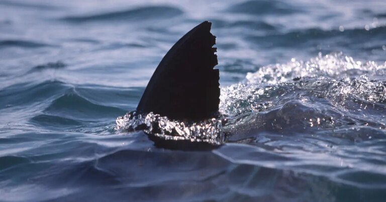 Great White Shark Spotted Near Surfer at Newport Beach