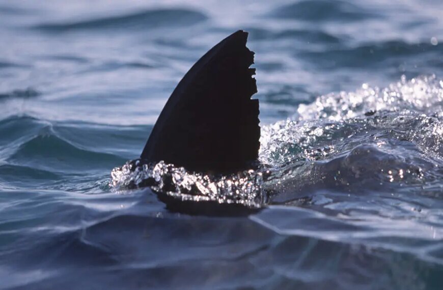 Great White Shark Spotted Near Surfer at Newport Beach
