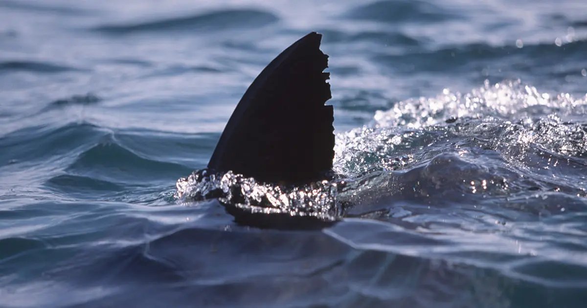 Great White Shark Spotted Near Surfer at Newport Beach