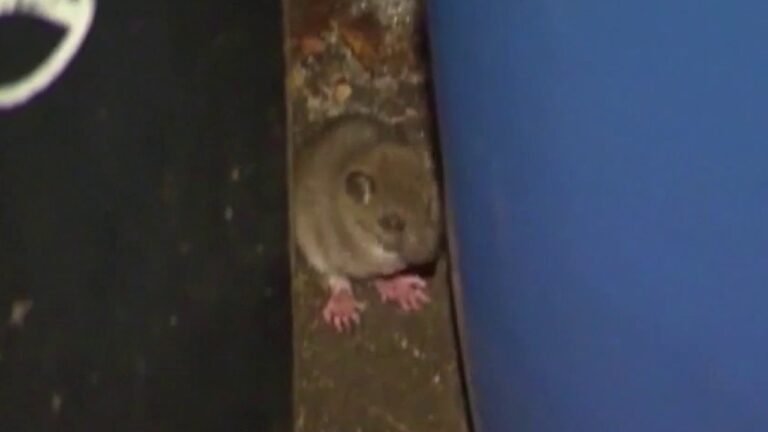 How to Prevent Rodents from Damaging Your Car's Wiring and Saving You Money