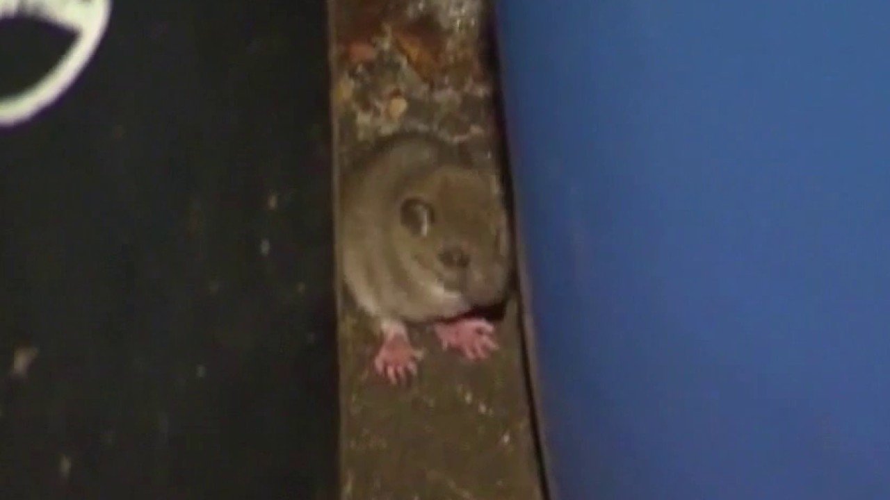 How to Prevent Rodents from Damaging Your Car's Wiring and Saving You Money