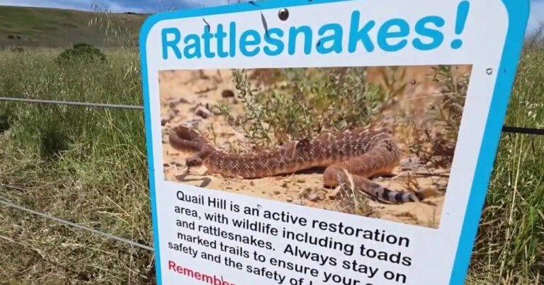 Increasing Snake Sightings in Southern California Due to the Heat Wave: What You Need to Know